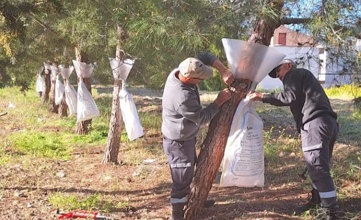 Biyolojik yöntemler kullanılıyor