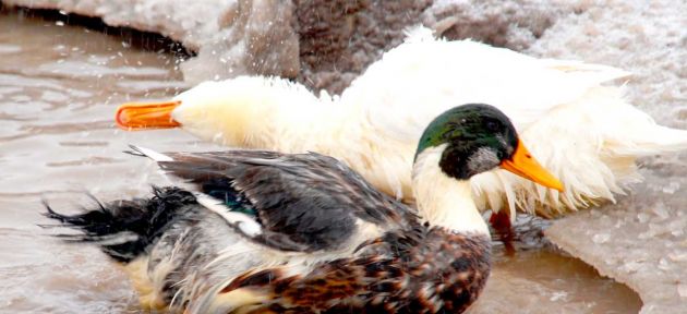 Ağrı'da, Pekin Ördeği yetiştiriliyor