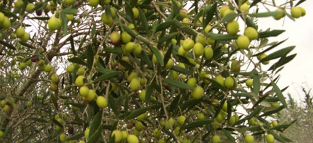 Lefkoşa’da yarın zeytin toplanabilir