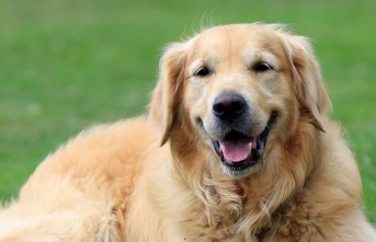 İnsanlara neler oluyor? Vicdanları sızlamadan tabanca ile masum köpeği vurdular