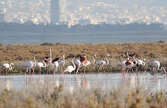 Ağrotur Tuz Gölüne yerleştiler