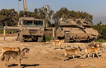 Cesetleri köpekler yiyor