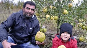 Kavun büyüklüğünde