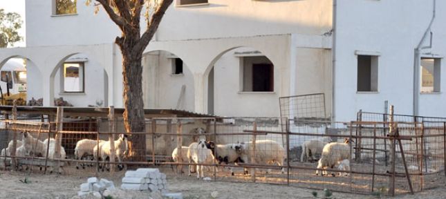 Villada yaşayan koyunlar