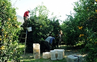 Hesaplara yatırıldı