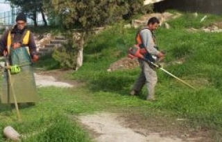 Ağaçlar da budanıyor